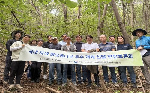 국내 자생 참오동나무, 우수 개체 찾는다!