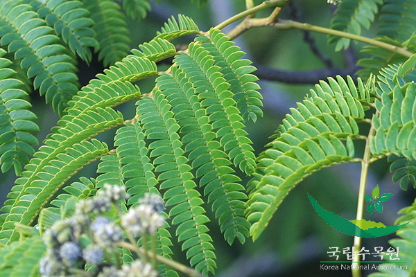 제59회 식목일 행사