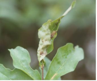 Rhopobota naevana (Hubner) 이미지