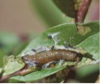 Rhopobota naevana (Hubner) 이미지