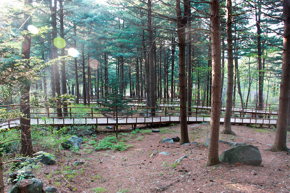 국립청태산자연휴양림, ‘숲에 사랑을 더하다’ 어린이날 행사 개최 이미지1
