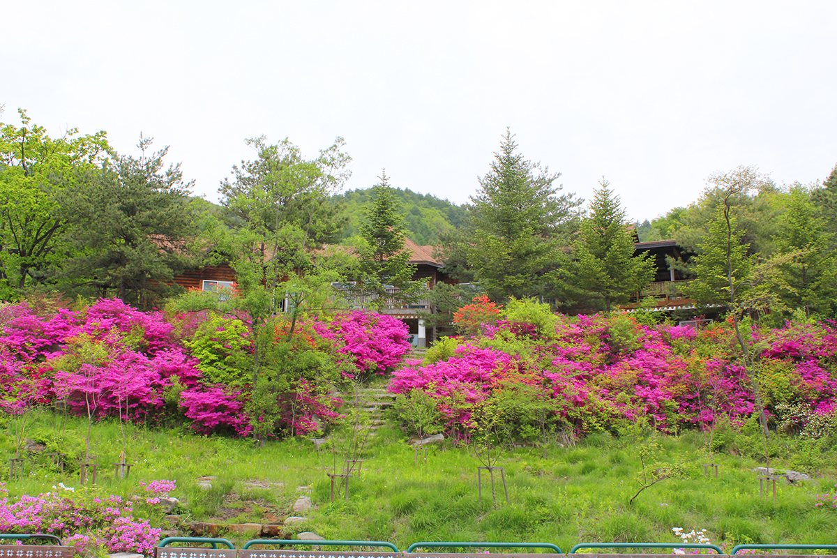 국립자연휴양림, 어린이날 청태산 숲으로 행사 개최 이미지1