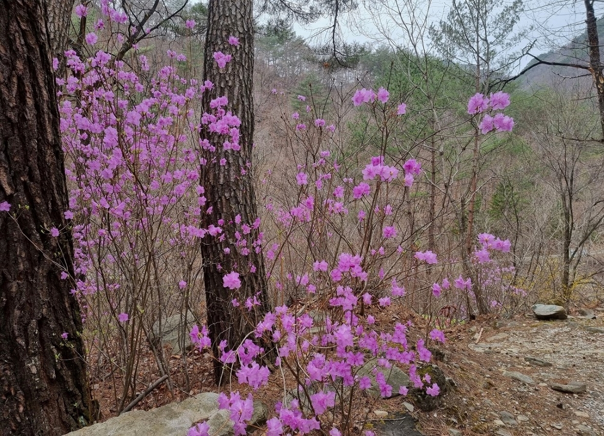 봄 왔나 봄, 여기가 ‘꽃세권’ 이미지4